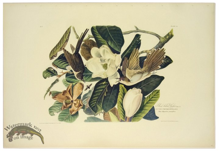 Black-billed Cukoo L.E.