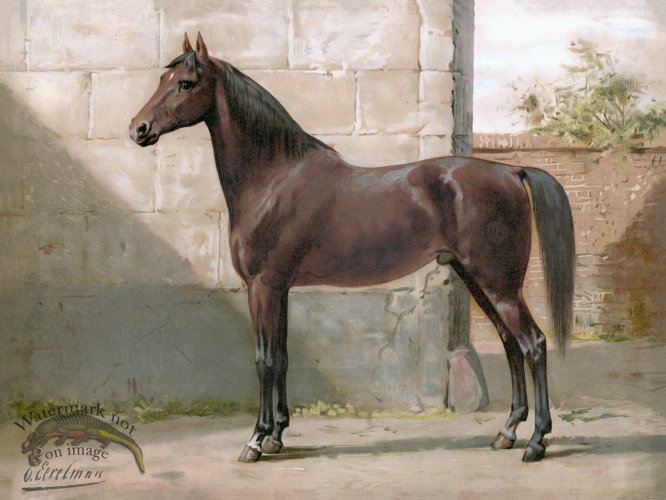 (image for) East Prussian Horse by Eerelman