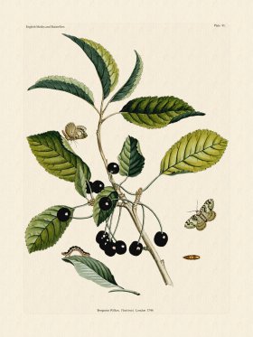 Wilkes Butterflies 091