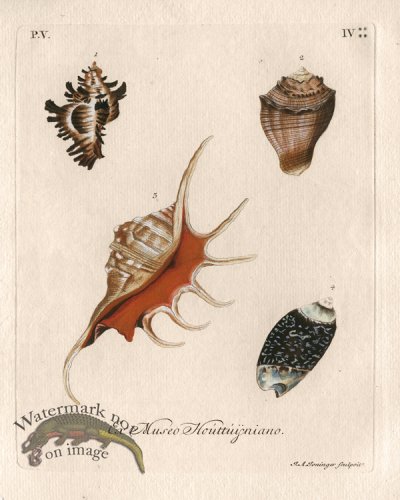 (image for) Knorr Shell 10