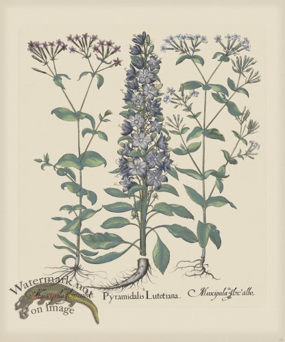 (image for) Besler 156 Colored B2