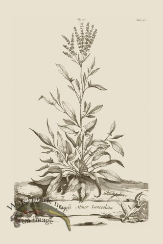 (image for) Abraham Munting 077