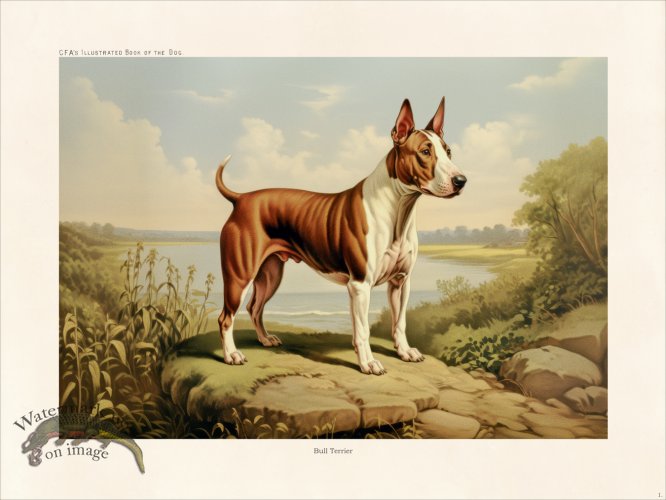 (image for) CFA Dog Bull Terrier 01