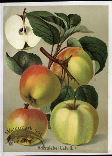 (image for) Fruit 25