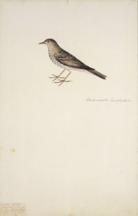 86 Swedish Birds . Alauda Campestris, Skylark or Pipit