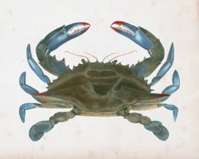 Blue Crab