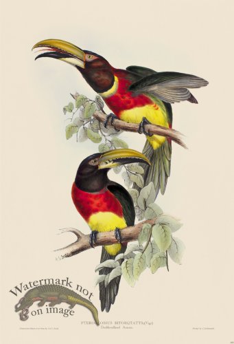 (image for) Double-collared Aracari