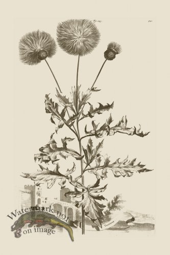 (image for) Abraham Munting 143