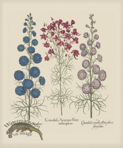 (image for) Besler 179 Colored B2