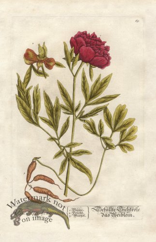 (image for) Blackwell GE 065