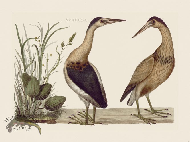 (image for) Nozeman Bird 059