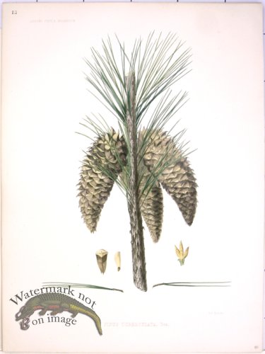 (image for) Lawson Pine Cone 22
