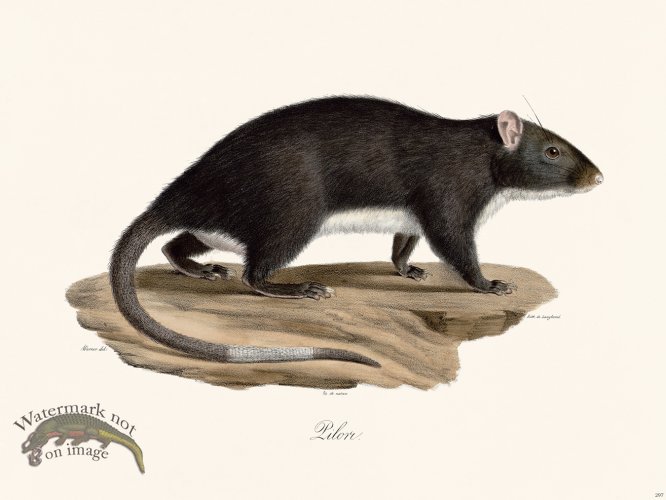 (image for) Cuvier 297 Lilor