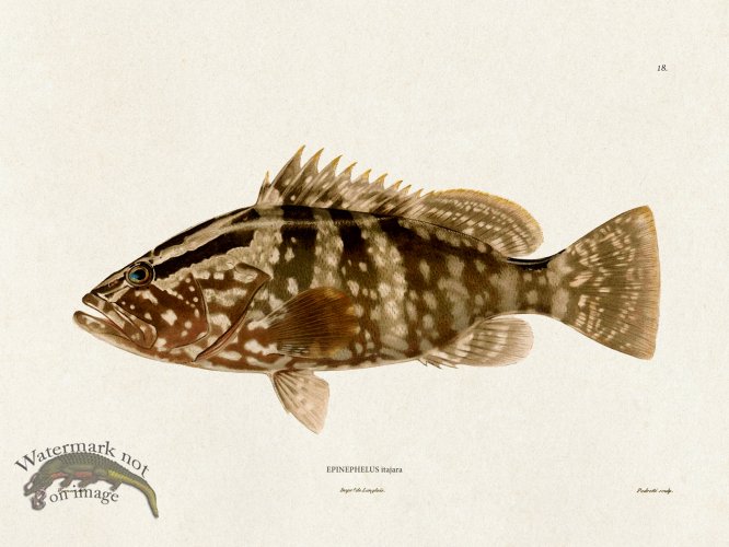 (image for) Werner Fish 018