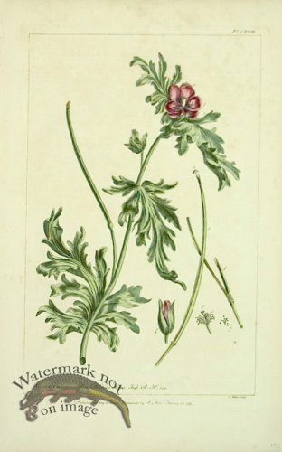 (image for) Philip Miller 089