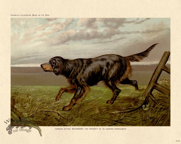 (image for) Cassell Dog 23