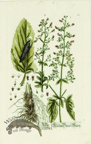 (image for) Blackwell German 032