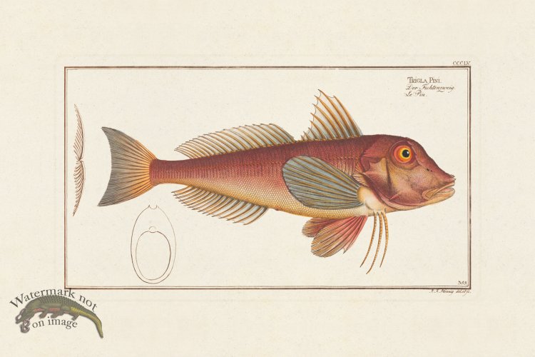 (image for) BLOCH FISH 355