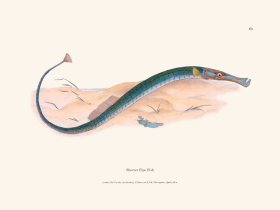 063 Shorter Pipe Fish