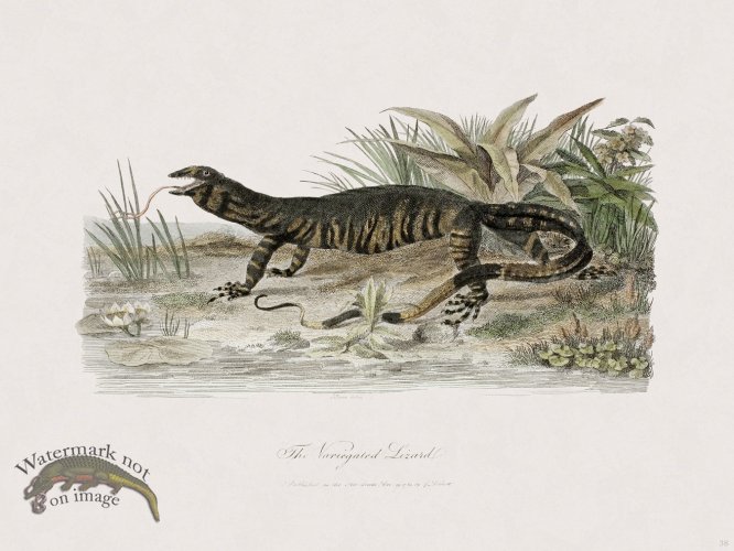 (image for) 38 New Holland Caffowary