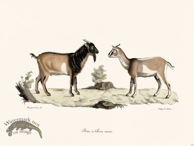 (image for) Cuvier 140 Dwarf and Dwarf