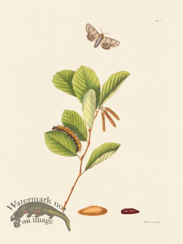 (image for) Abbot Butterfly 092