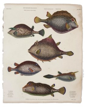 Trunk Fish