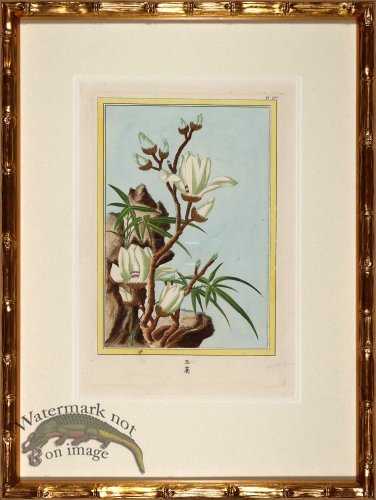 Buchoz Botanicals in Bamboo 07