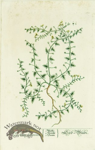 (image for) Blackwell German 030