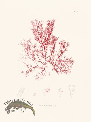 (image for) Bradbury Seaweed 100