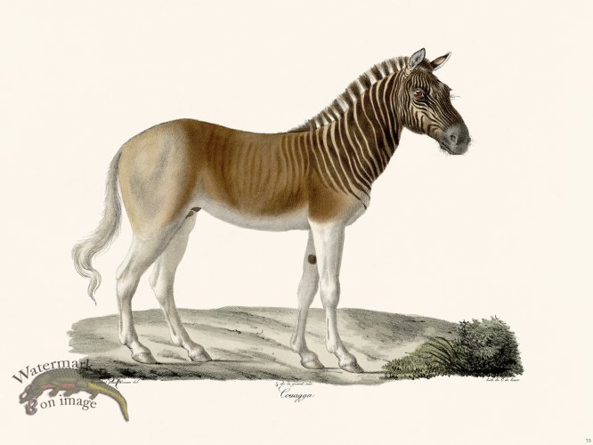 (image for) Cuvier 073 Quagga