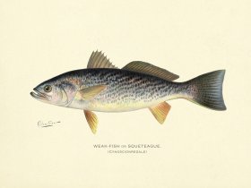 Weak Fish or Squeteague