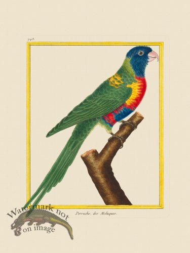 (image for) Martinet Bird 743