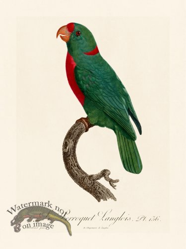 (image for) Barraband Parrot 136