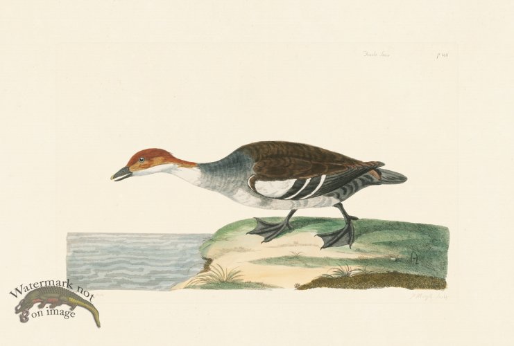 (image for) Pennant Zoology 050