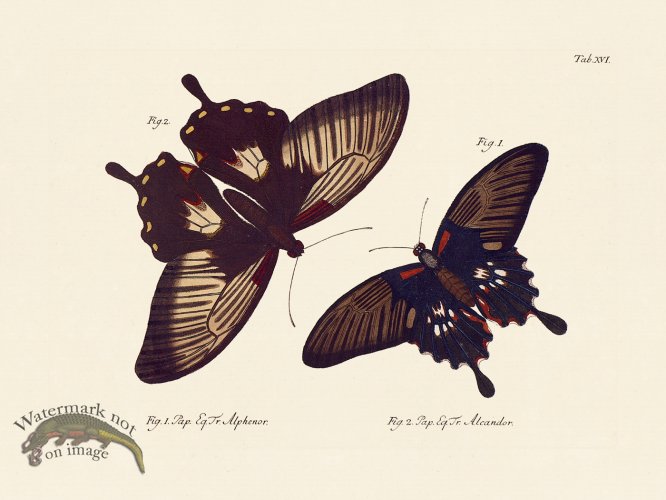 (image for) Jablonsky Butterfly 016