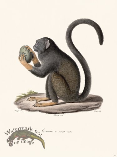 (image for) Cuvier 412 Tamarin