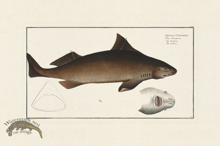 (image for) BLOCH FISH 115