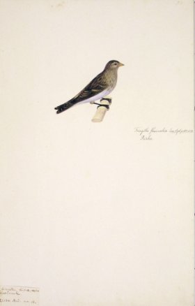 58 Swedish Birds . Fringilla Flavirostris. Twite