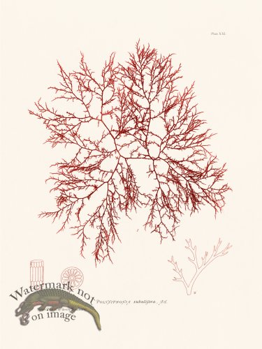 (image for) Bradbury Seaweed 021