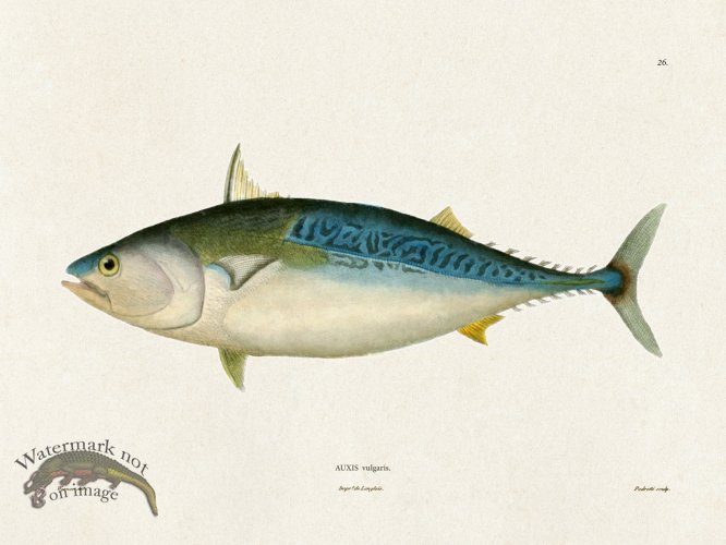 (image for) Werner Fish 026