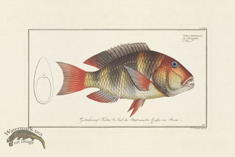 (image for) BLOCH FISH 276