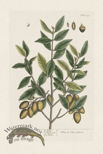 (image for) BEE 199 The Olive Tree