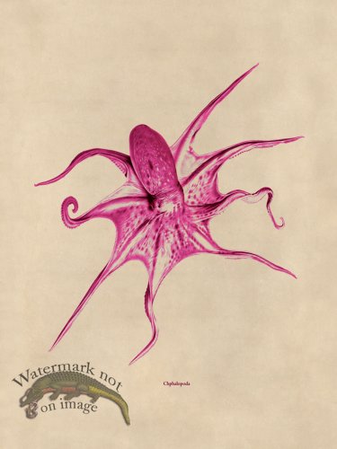 (image for) Octopus Pink 25
