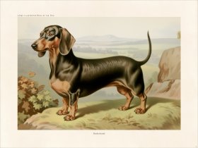 CFA Dog Dachshund 01