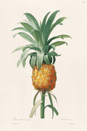 Les Liliacees Redoute 456