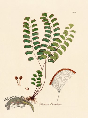 (image for) Hooker Fern 12