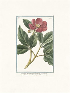 Bonelli 432 Hortus Romanus