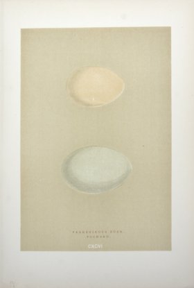 Morris_Eggs_22