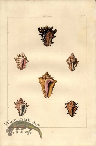 (image for) Perry pl 26